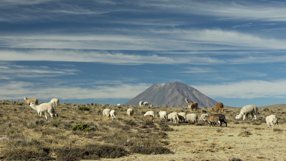 13042924804_fc4f96e2bb_h