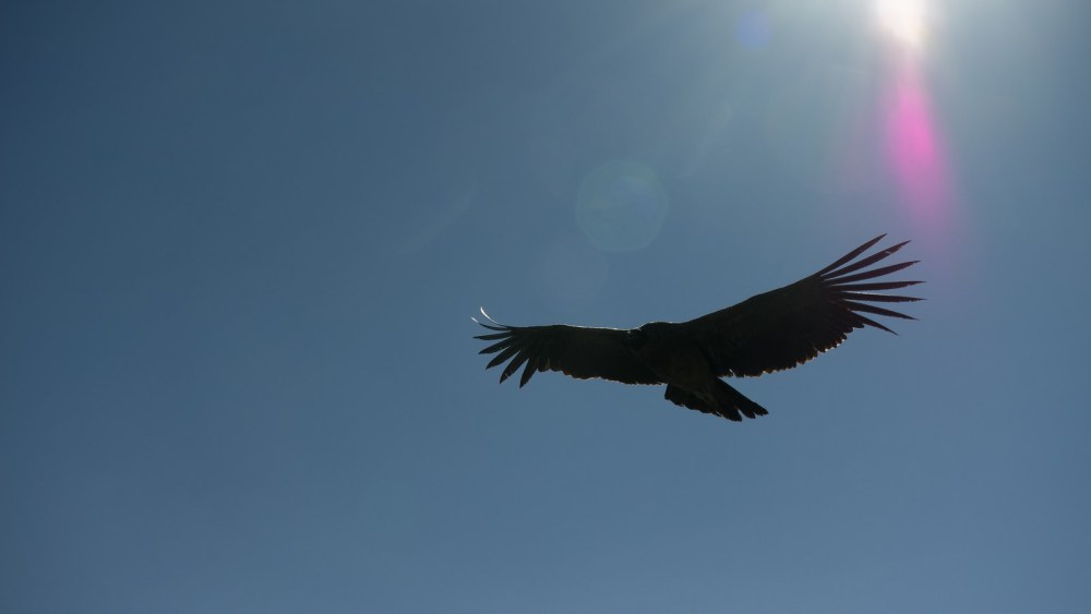 13043074253_69204c8109_h