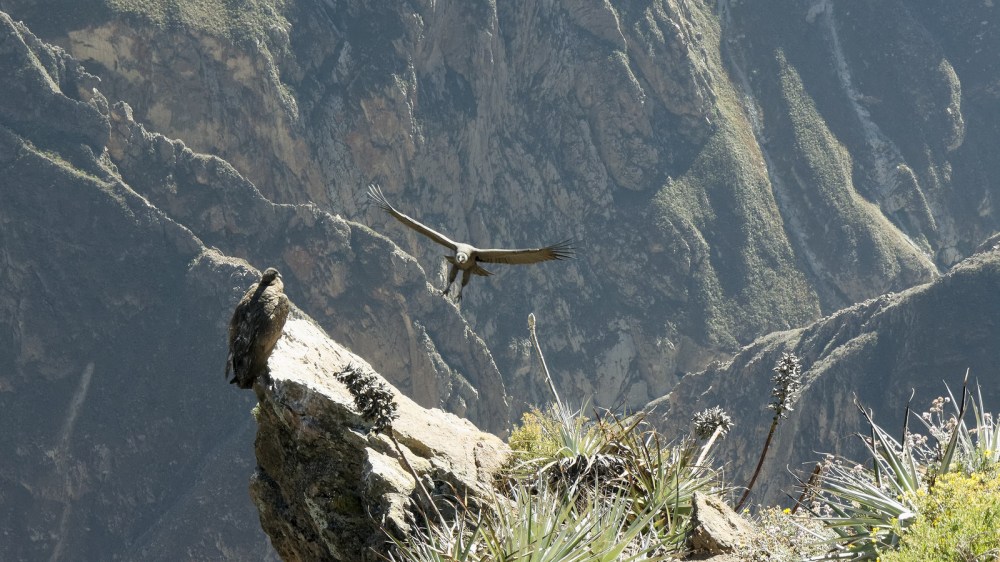 13043102995_c819bb37b0_h