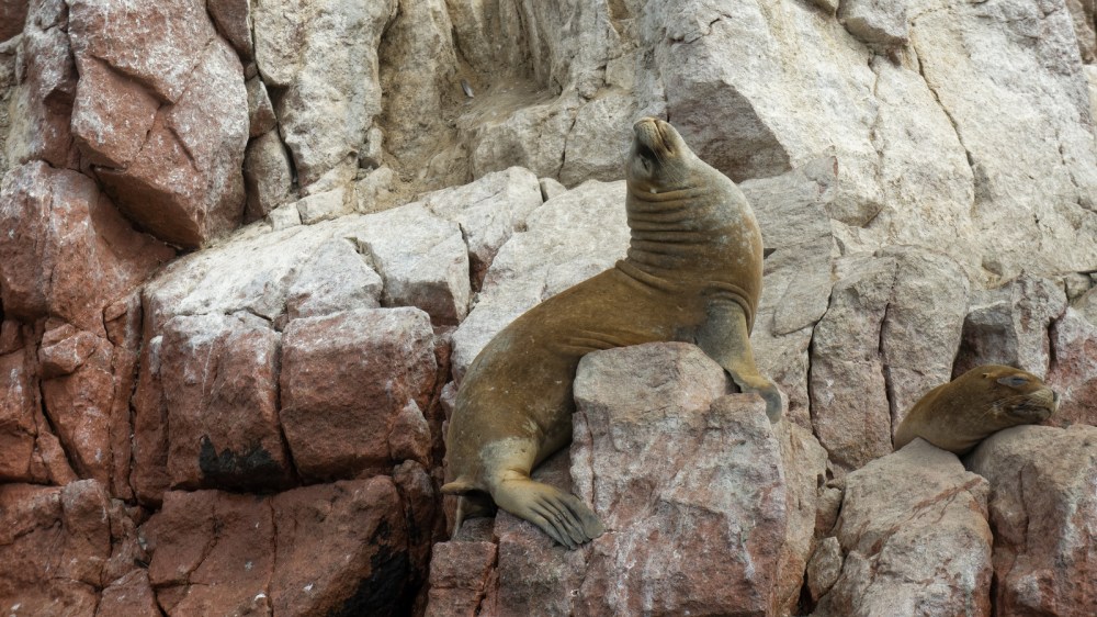 13044505155_49b08a3fec_h