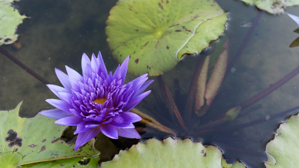 14190072067_e33739b350_h