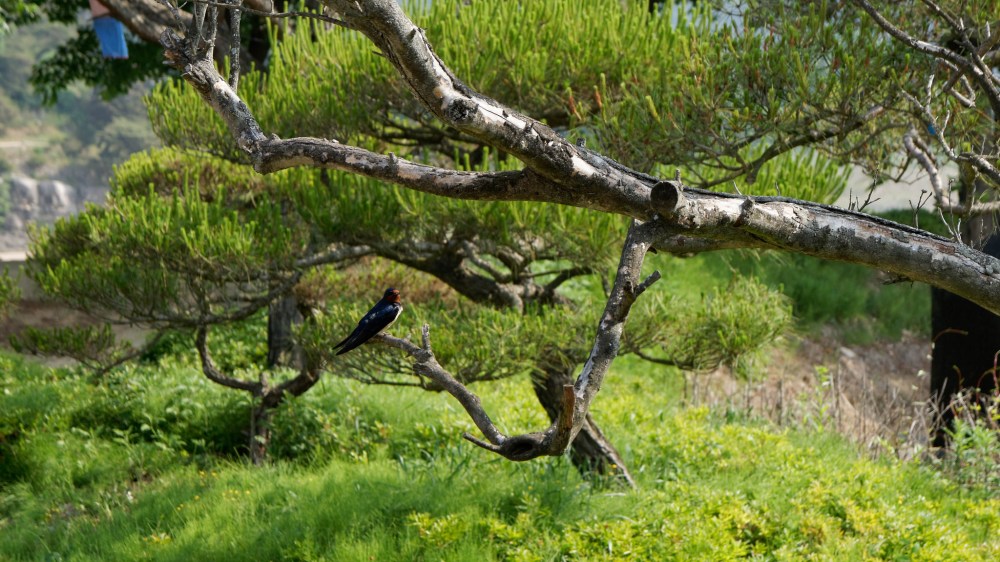 15239172049_615d83b530_k