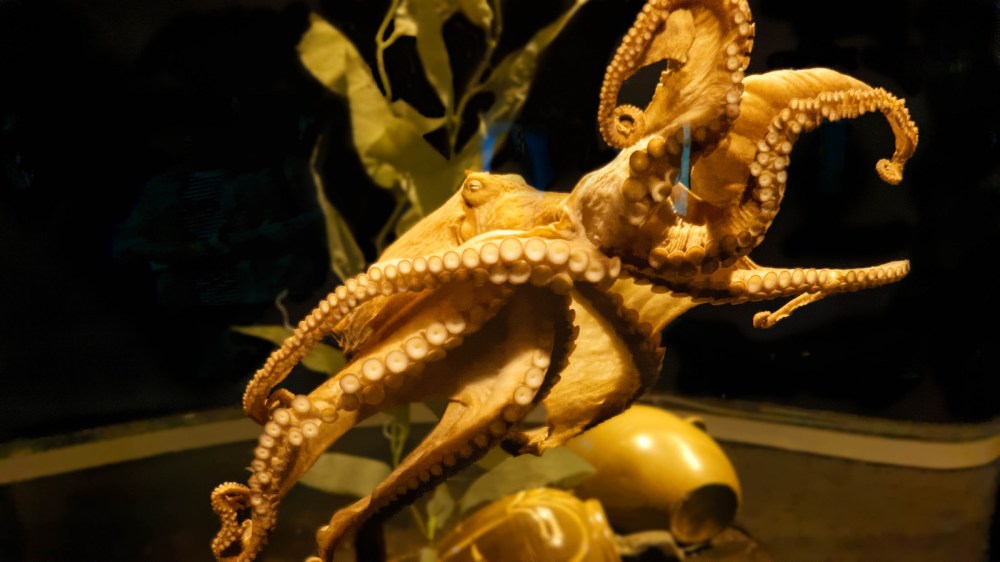 15239528857_81fba4ba10_h