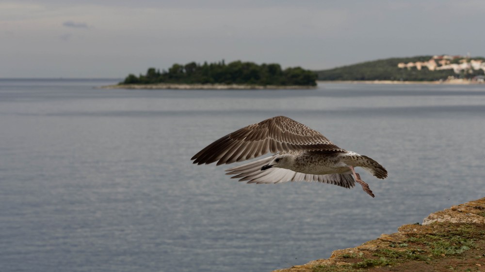 16134262549_db61c4a8dd_k