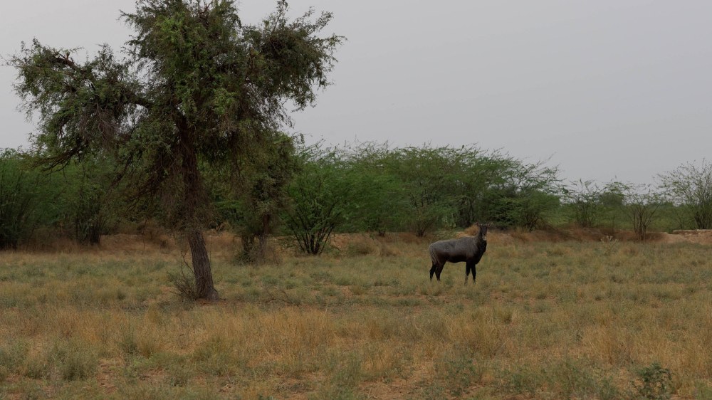 17460144040_5d1910f302_k