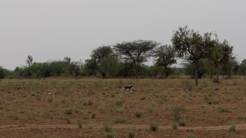 17460149990_08cc26d0da_k1