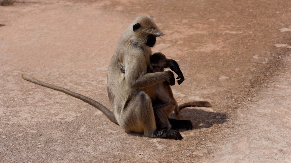 17635277895_54ae0a9b35_k