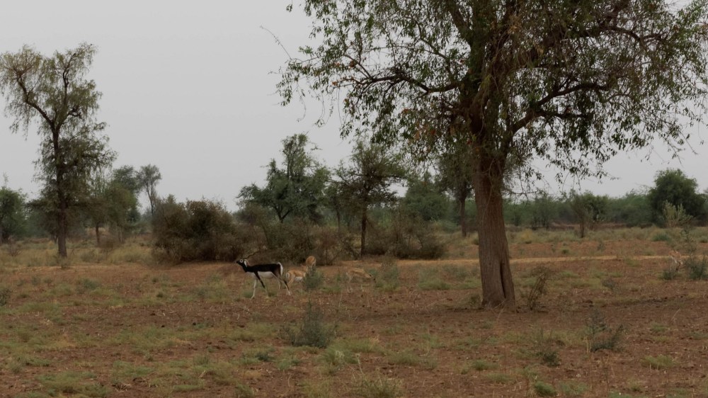 17647760205_4e0d06f275_k