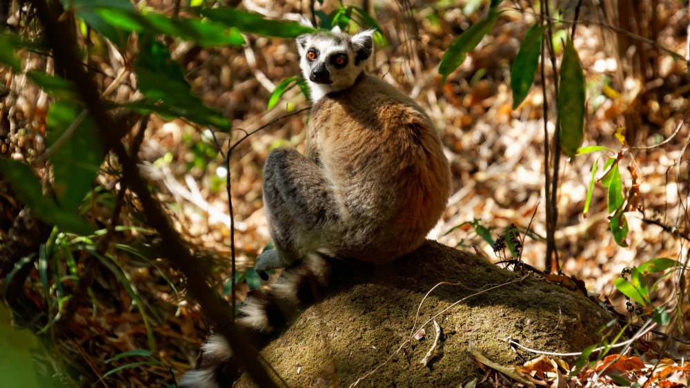 23034377623_617a24cb39_k