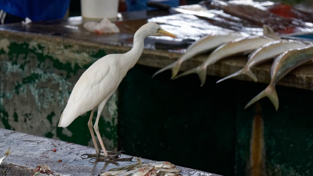 23204892144_0480de3ef6_k