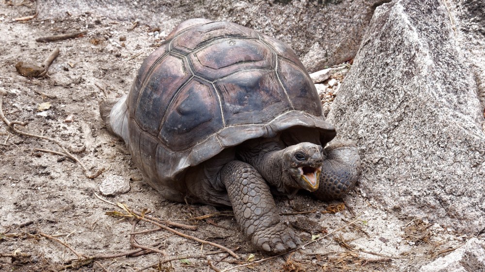 23205000384_8a3ab81f3f_k