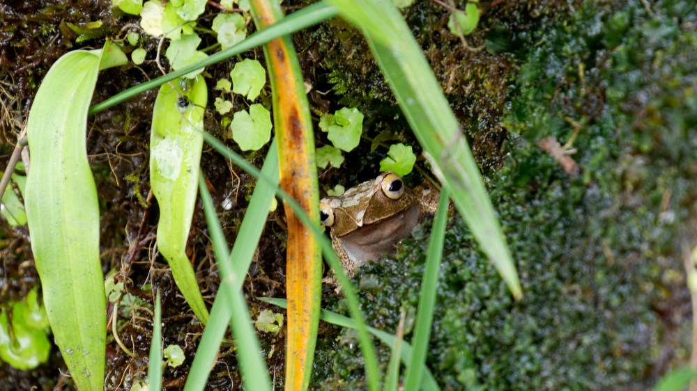 23365820880_158f0b69c2_k