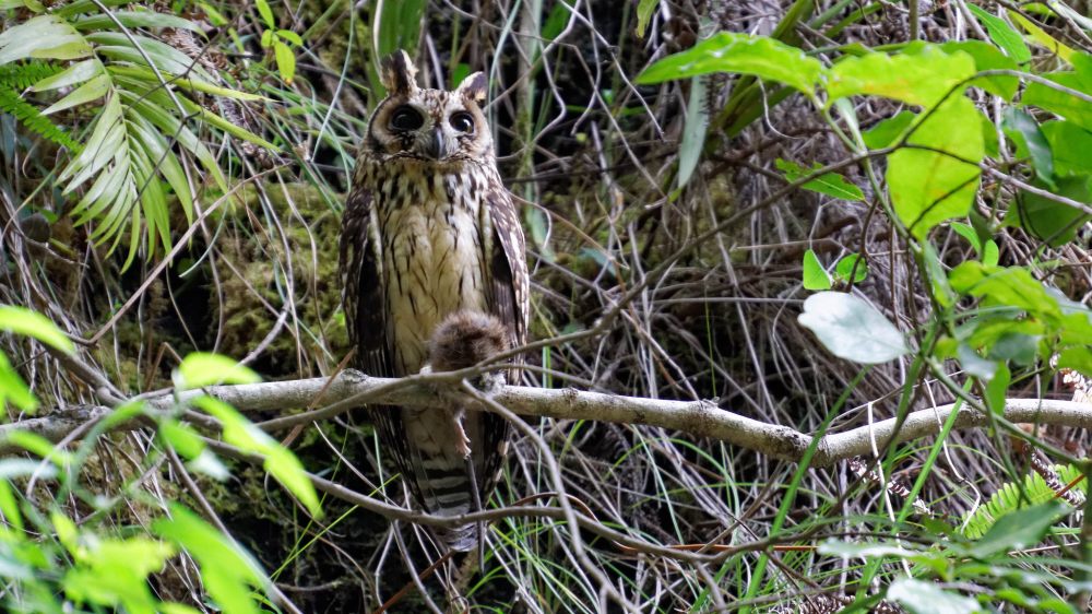 23552889752_a81ade54a5_k