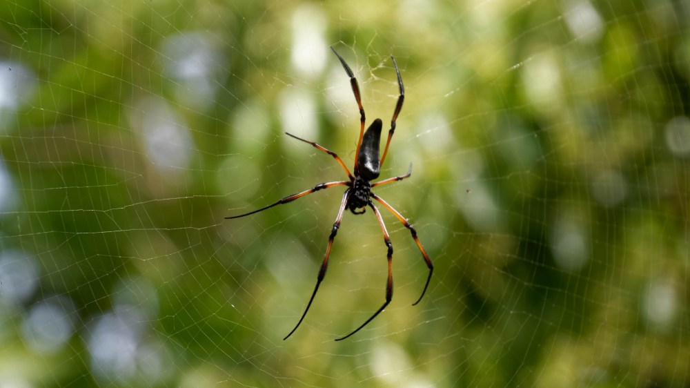 23750703051_41d0bb3410_k